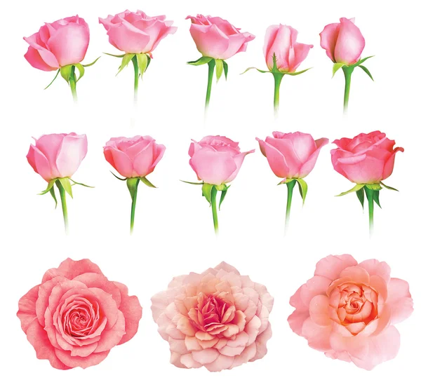 Set van verse rozen geïsoleerd — Stockfoto
