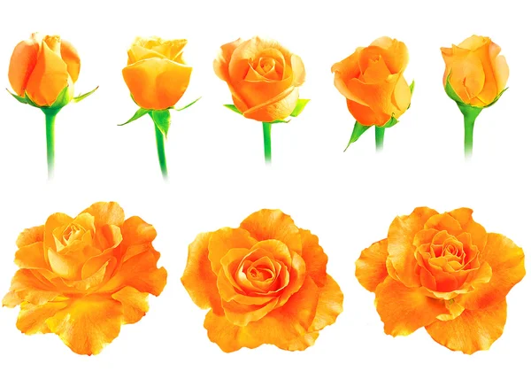 Set of fresh roses isolated — Stock Photo, Image