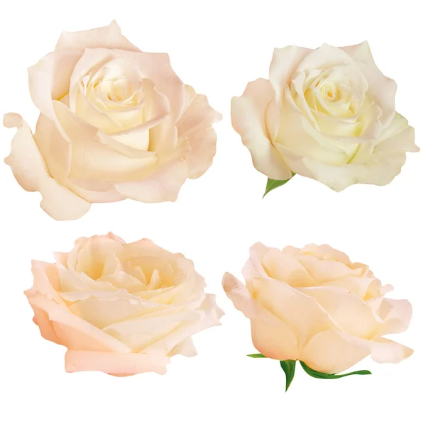 Набор свежих роз изолирован — стоковое фото