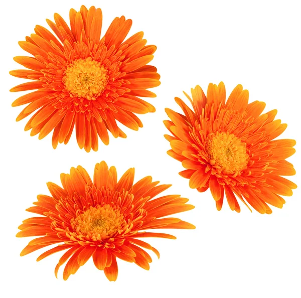 Daisy flowers isolated — Stock Photo, Image