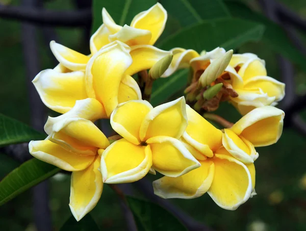 Frangipani of plumeria bloemen, met zwarte achtergrond. — Stockfoto