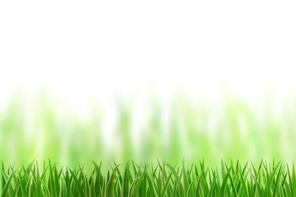 Beyaz arkaplandaki çimenler — Stok fotoğraf