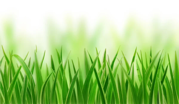 Gräs på vit bakgrund — Stockfoto