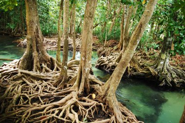 Khlong Song Nam clear tropical stream, Krabi, Thailand clipart