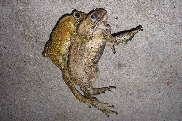 Toad mating sex in nature — Stock Photo, Image