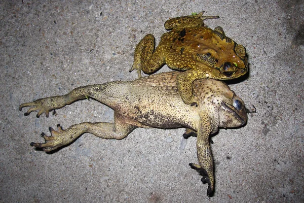 Toad paring van seks in de natuur — Stockfoto