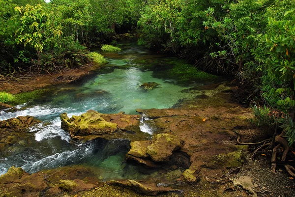 stock image Khlong Song Nam clear tropical stream, Krabi, Thailand