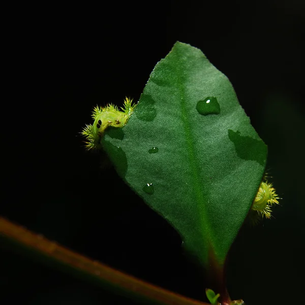葉の上の毛虫 — ストック写真