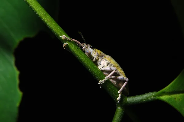 Маленькую муху надевают на тройню, изолированную от черного — стоковое фото