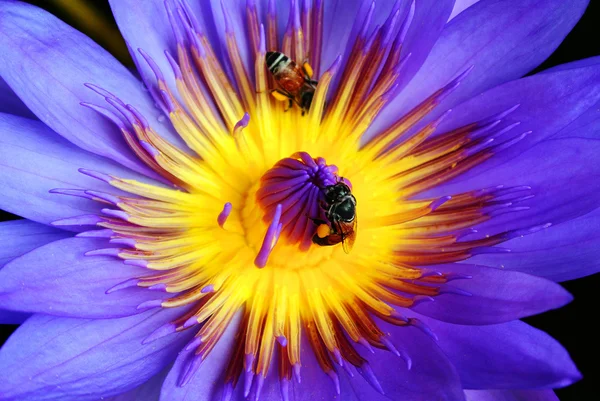 Lotus Bee — Stok fotoğraf