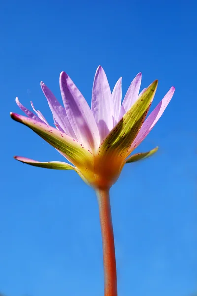 Lotus rose sur ciel bleu et nuage — Photo