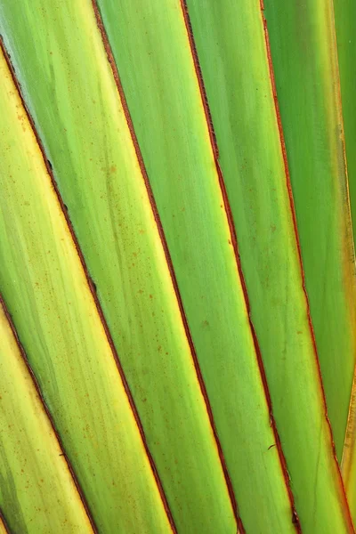 Abstracte achtergrond met bananenboom — Stockfoto