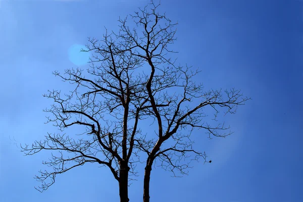 Abstrakter Hintergrund Zweig auf blauem Himmel — Stockfoto