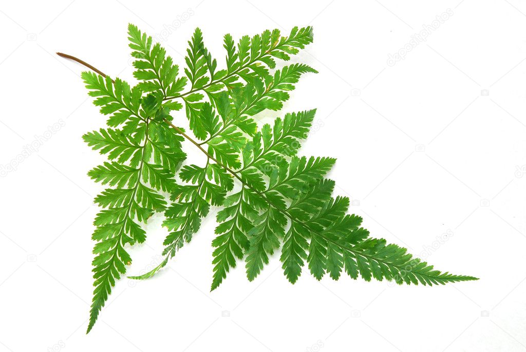 Green leaves of fern isolated on white