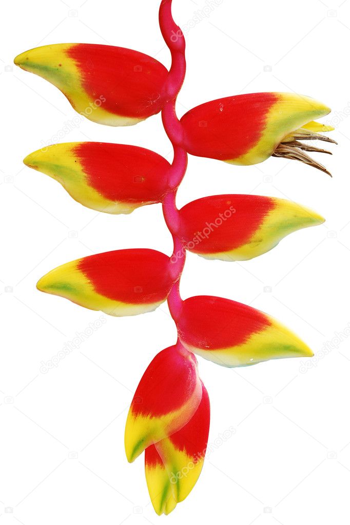 Tropical flower heliconia on white background