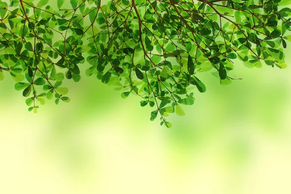 Grün hinterlässt Hintergrundstruktur — Stockfoto