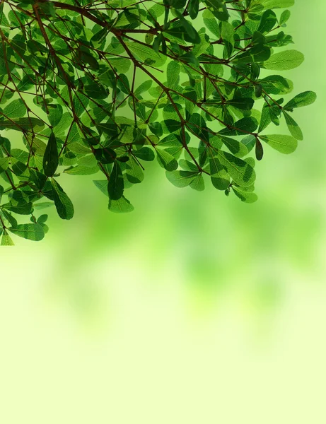 Grün hinterlässt Hintergrundstruktur — Stockfoto