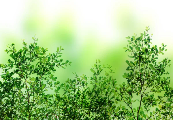 Verde lasciare sfondo texture — Foto Stock