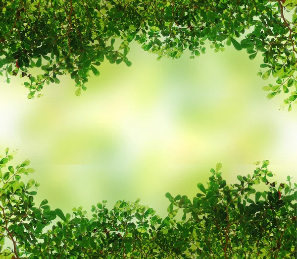 Зеленый оставить фоновую текстуру — стоковое фото