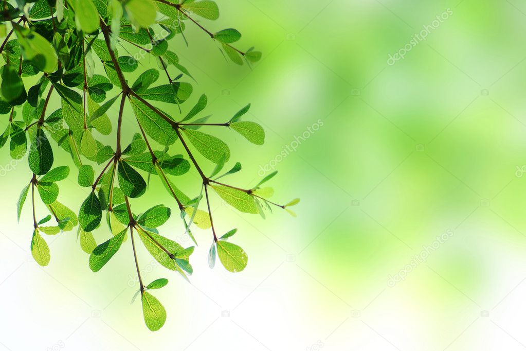 Green leave background texture
