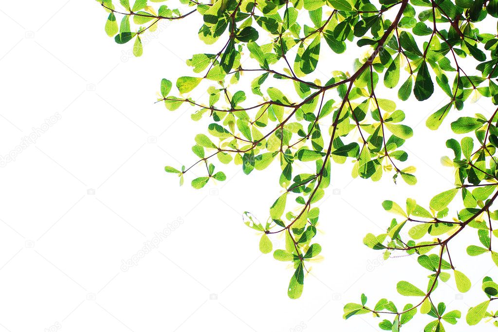 Green leave background texture