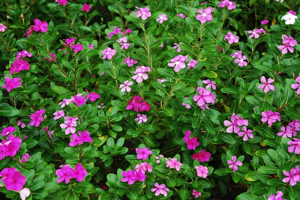 stock image Pink flower background