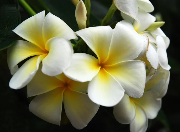 Frangipani of plumeria bloemen, met zwarte achtergrond. — Stockfoto