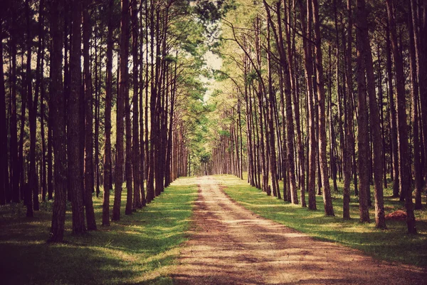 Wald Hintergrund, vintage style — Stockfoto