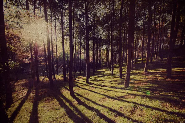 숲 배경, 빈티지 스타일 — 스톡 사진
