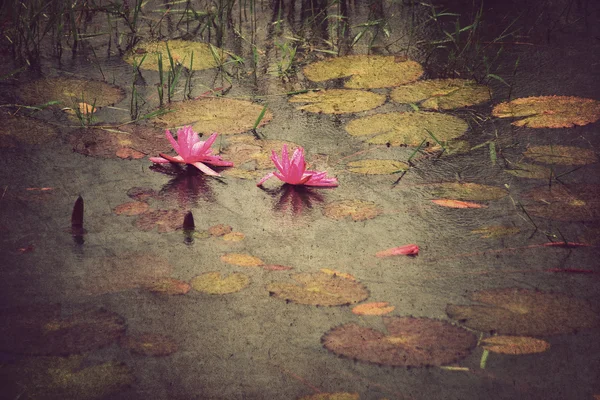 Fondo flor de loto, Estilo vintage — Foto de Stock