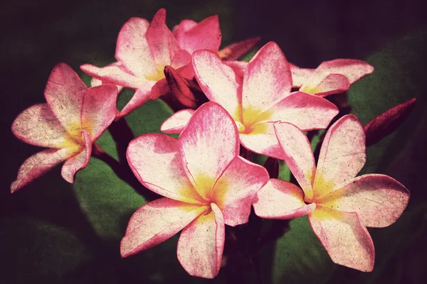 Frangipani of plumeria bloemen, vintage stijl — Stockfoto