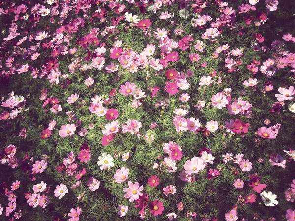 Blommor bakgrund vintage — Stockfoto