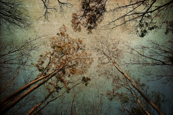 Skogen bakgrund, vintage stil — Stockfoto
