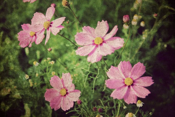 Vintage blomster - Stock-foto