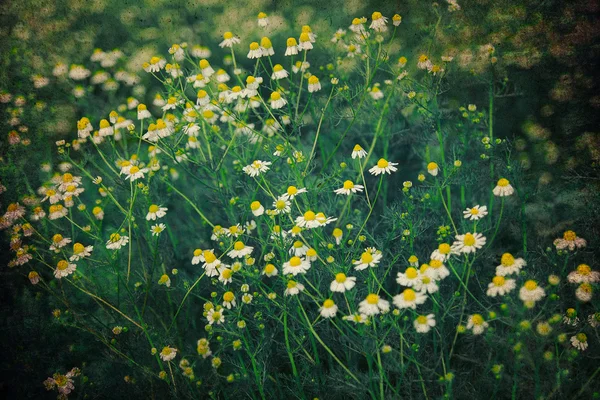 stock image Flowers drawing