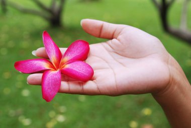 Plumeria çiçek el