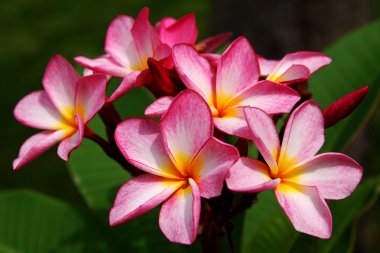 Frangipani veya plumeria çiçek