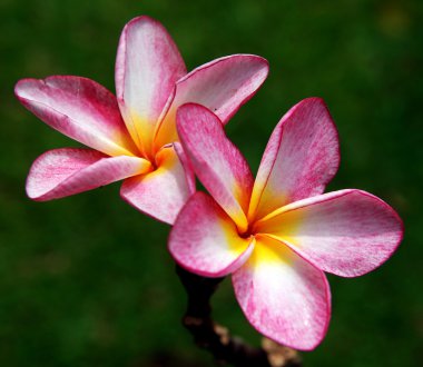 Frangipani veya plumeria çiçek