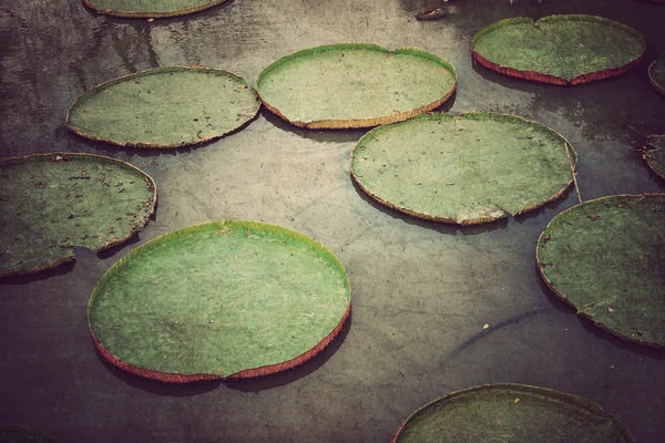 緑色の蓮の葉、ビンテージ スタイル — ストック写真