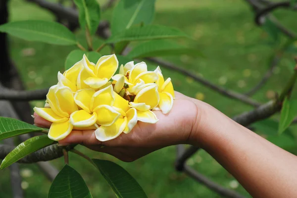 Flor de Plumeria en mano —  Fotos de Stock