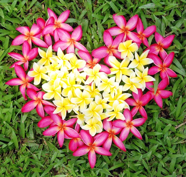 Forma de coração feito de flor — Fotografia de Stock