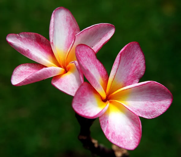Flores de Frangipani ou plumeria — Fotografia de Stock
