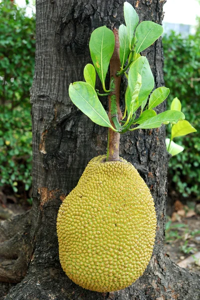 Jackfruit a fán — Stock Fotó