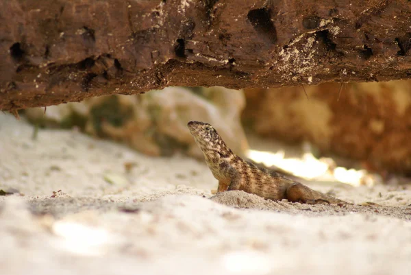 Curlytail 도마뱀 — 스톡 사진