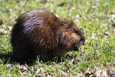 Muskrat clipart