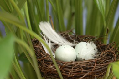 Bird Nest Outside clipart