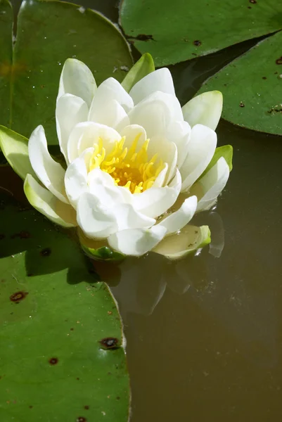 stock image Water Lily