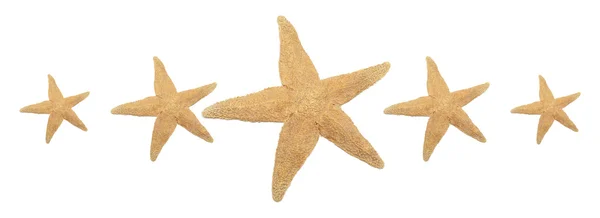 Five Starfish Rating — Stock Photo, Image