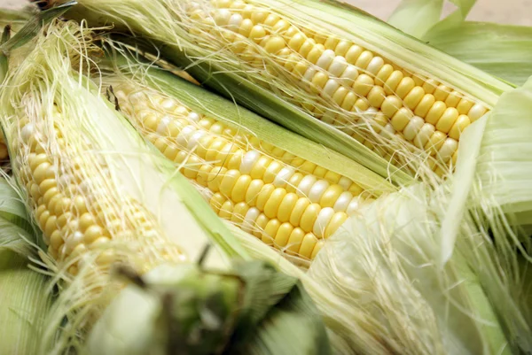 Corn on the Cobb — Stock Photo, Image