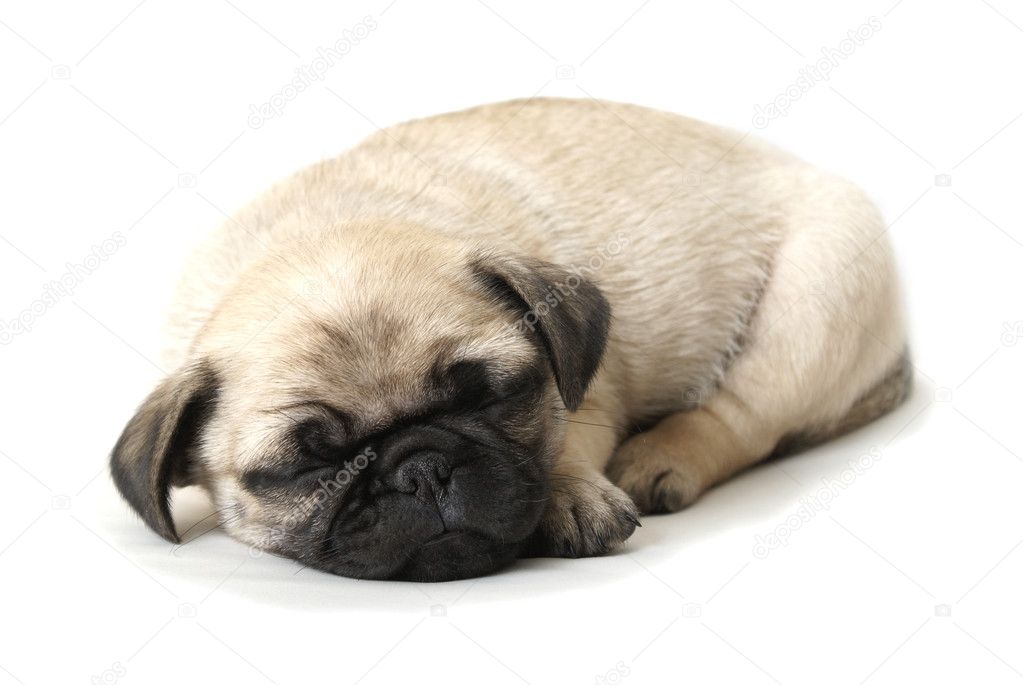 Adorable Sleeping Pug Puppy